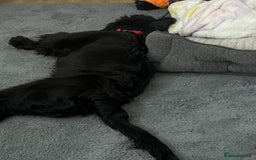 Cocker Spaniel dogs for sale: Cocker spaniel in black - Advert 2