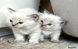 Ragdoll cats for sale: Lynx fluffballs  - Image 3