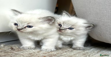 Ragdoll cats - Advert 13