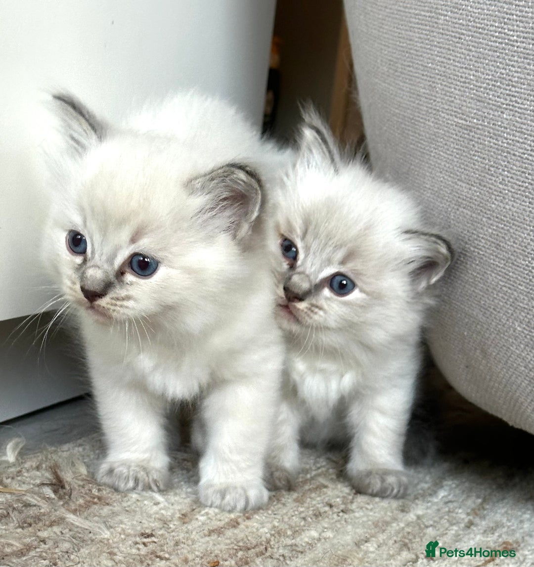 Ragdoll cats for sale: Lynx fluffballs  - Image 3