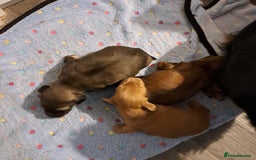 Miniature Dachshund dogs for stud: STUD 100% Long Haired Cream Miniature Dachshund - Image 11