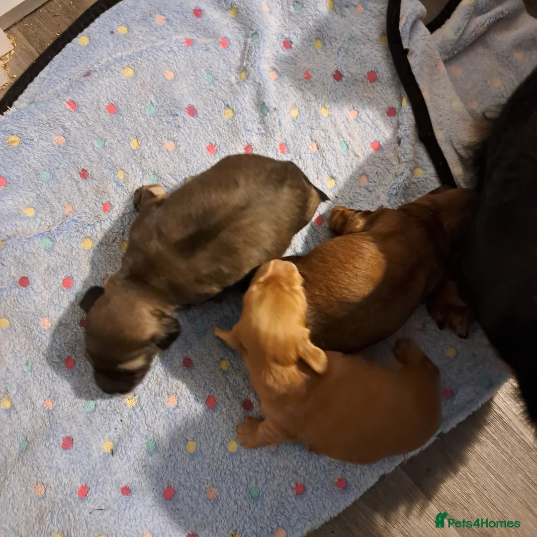 Miniature Dachshund dogs for stud: STUD 100% Long Haired Cream Miniature Dachshund - Advert 11