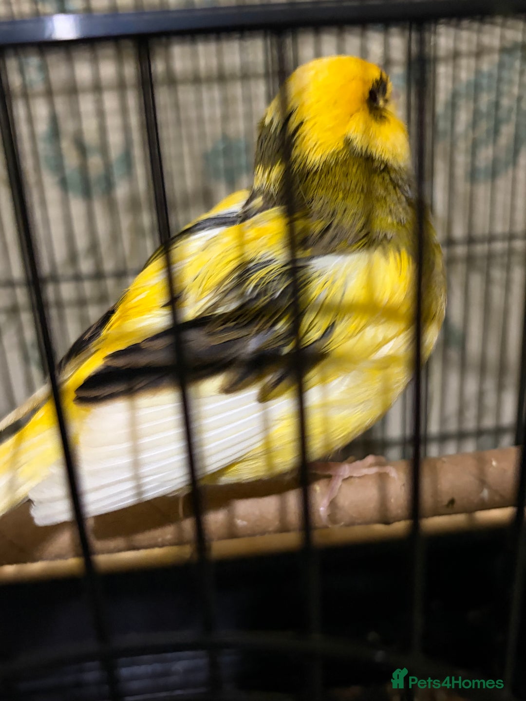 Canaries birds for sale: Border buff pair canaries  - Advert 2