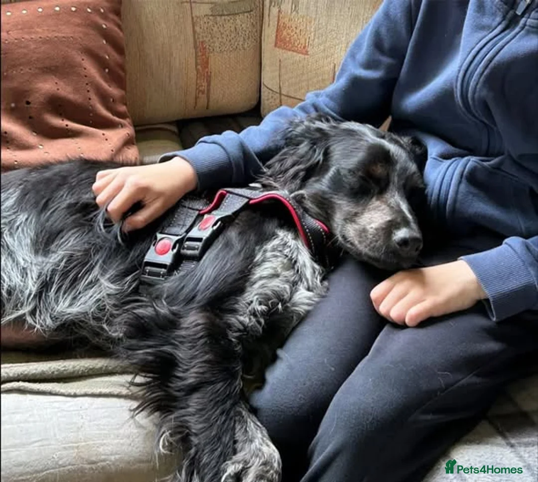 Brittany Spaniel dogs for adoption: Gorgeous, loving Remy in West Sussex - Advert 2