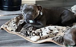 Staffordshire Bull Terrier dogs for sale: LAST ONE🥇VALGLO BLOODLINE SHORT STOCKY STAFFS 🏆 - Image 20