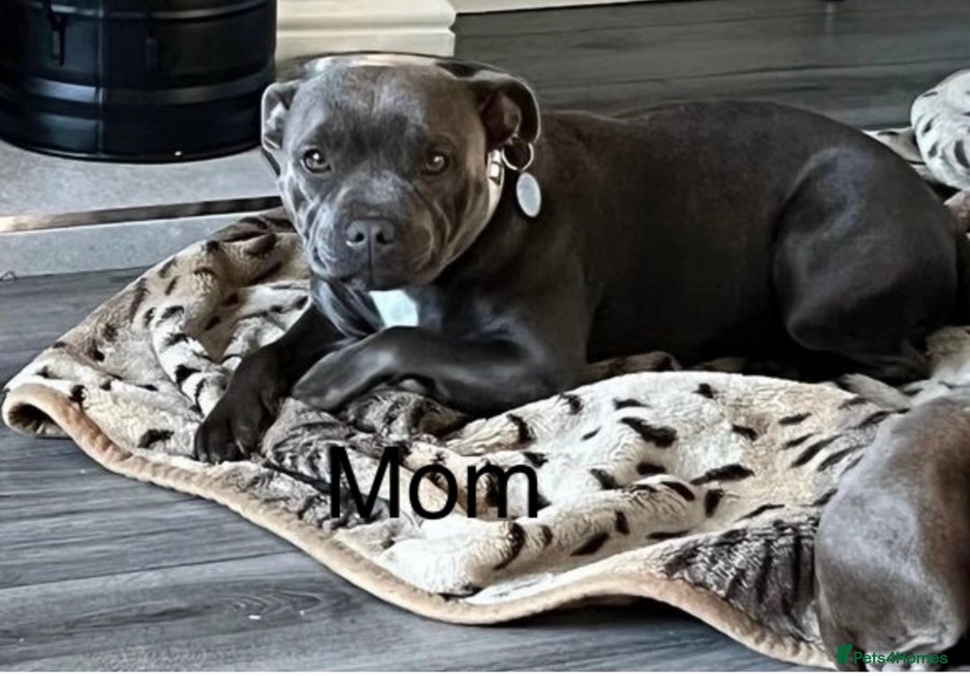 Staffordshire Bull Terrier dogs for sale: LAST ONE🥇VALGLO BLOODLINE SHORT STOCKY STAFFS 🏆 - Image 20