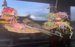 Cockatiels birds for sale: Male&female cockatiel for sale - Image 3