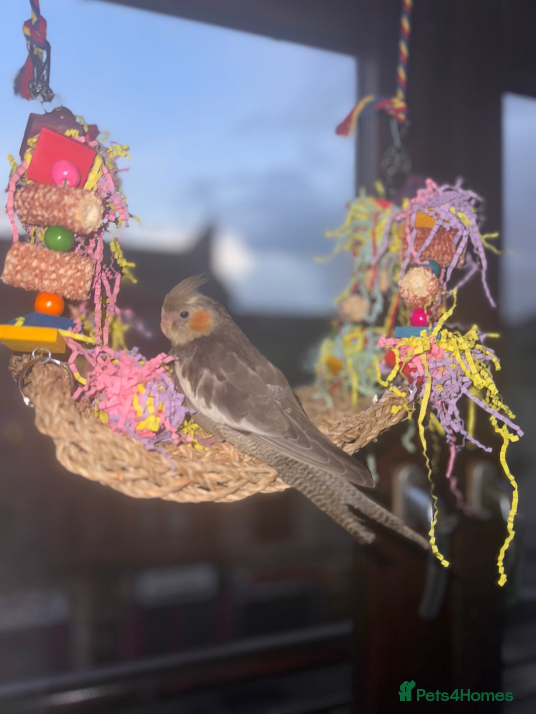 Cockatiels birds for sale: Male&female cockatiel for sale - Image 3