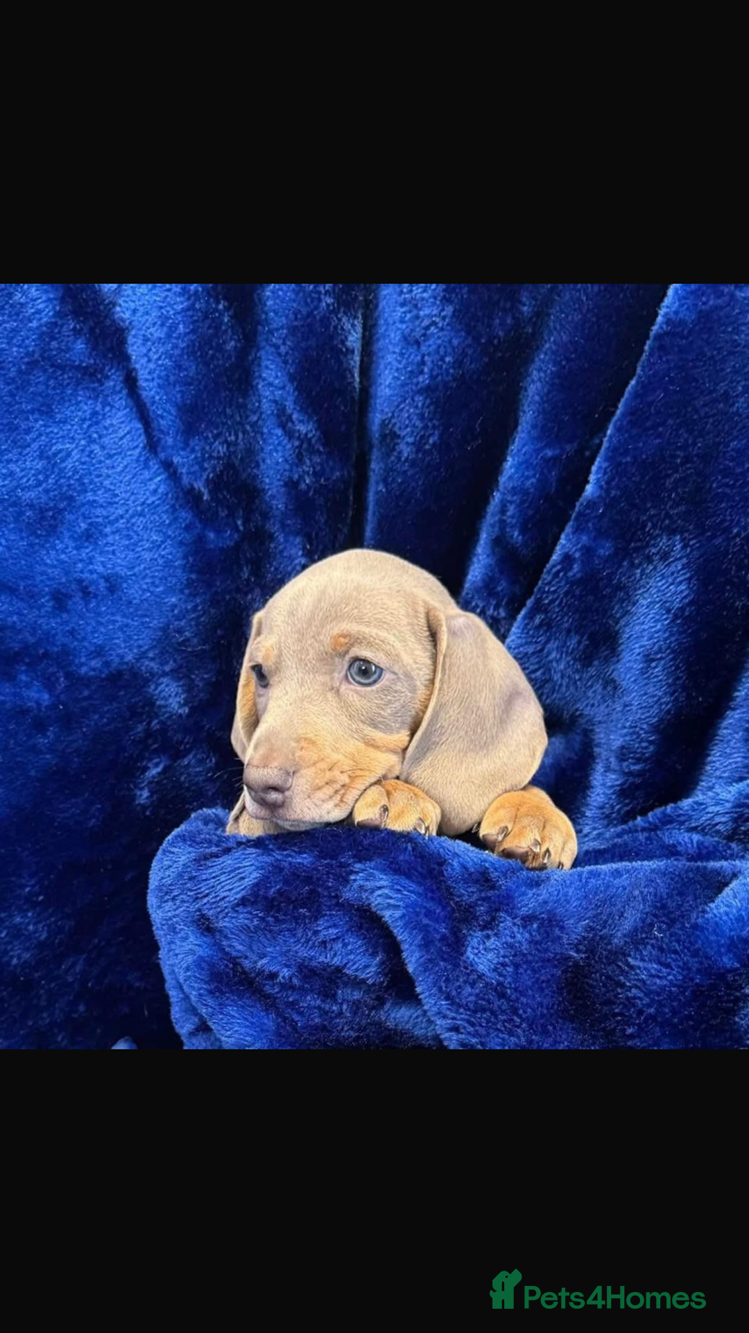 Dachshund dogs for sale: KC registration dachshund  - Advert 5