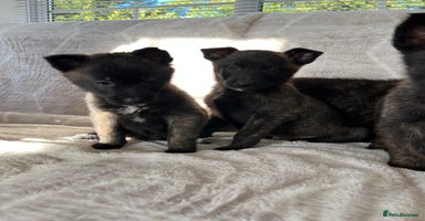 Belgian Shepherd Dog dogs Belgian shepherds - Advert 15