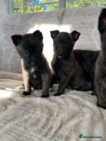 Belgian Shepherd Dog dogs Belgian shepherds - Advert 15