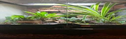 Frog reptiles for sale: Adult Female Blue Poison Dart Frog  in Watford - Advert 2