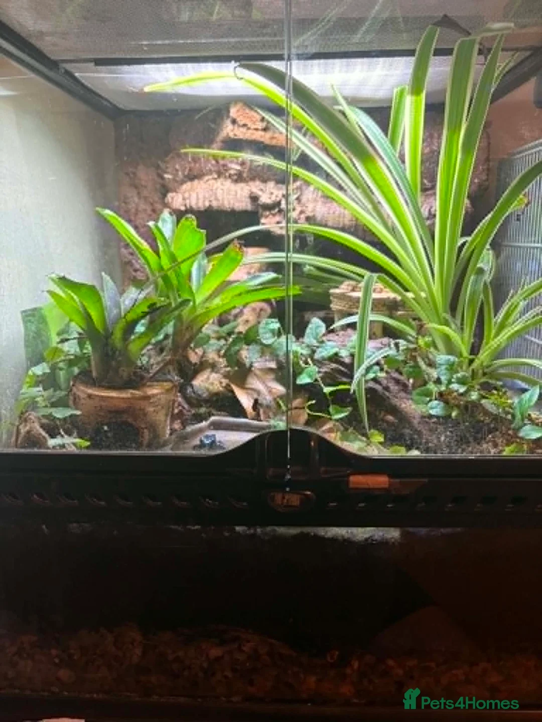 Frog reptiles for sale: Adult Female Blue Poison Dart Frog  in Watford - Advert 2