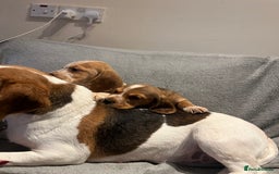 Bocker dogs for sale: Bocker puppies (beagle x cocker)  - Image 8