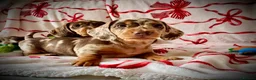 Miniature Dachshund dogs for sale: READY SOON MINI DACHSHUNDS SERIOUS BUYERS ONLY  - Advert 20