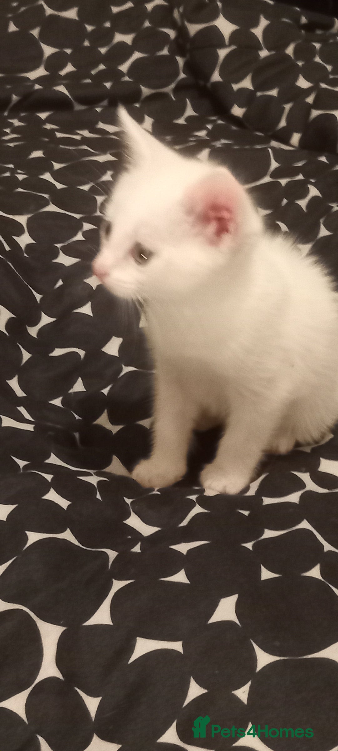 Turkish Angora cats for sale: White Turkish angora kitten  - Image 1