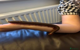 Millipedes invertebrates for sale: Rosy leg millipedes  - Image 3