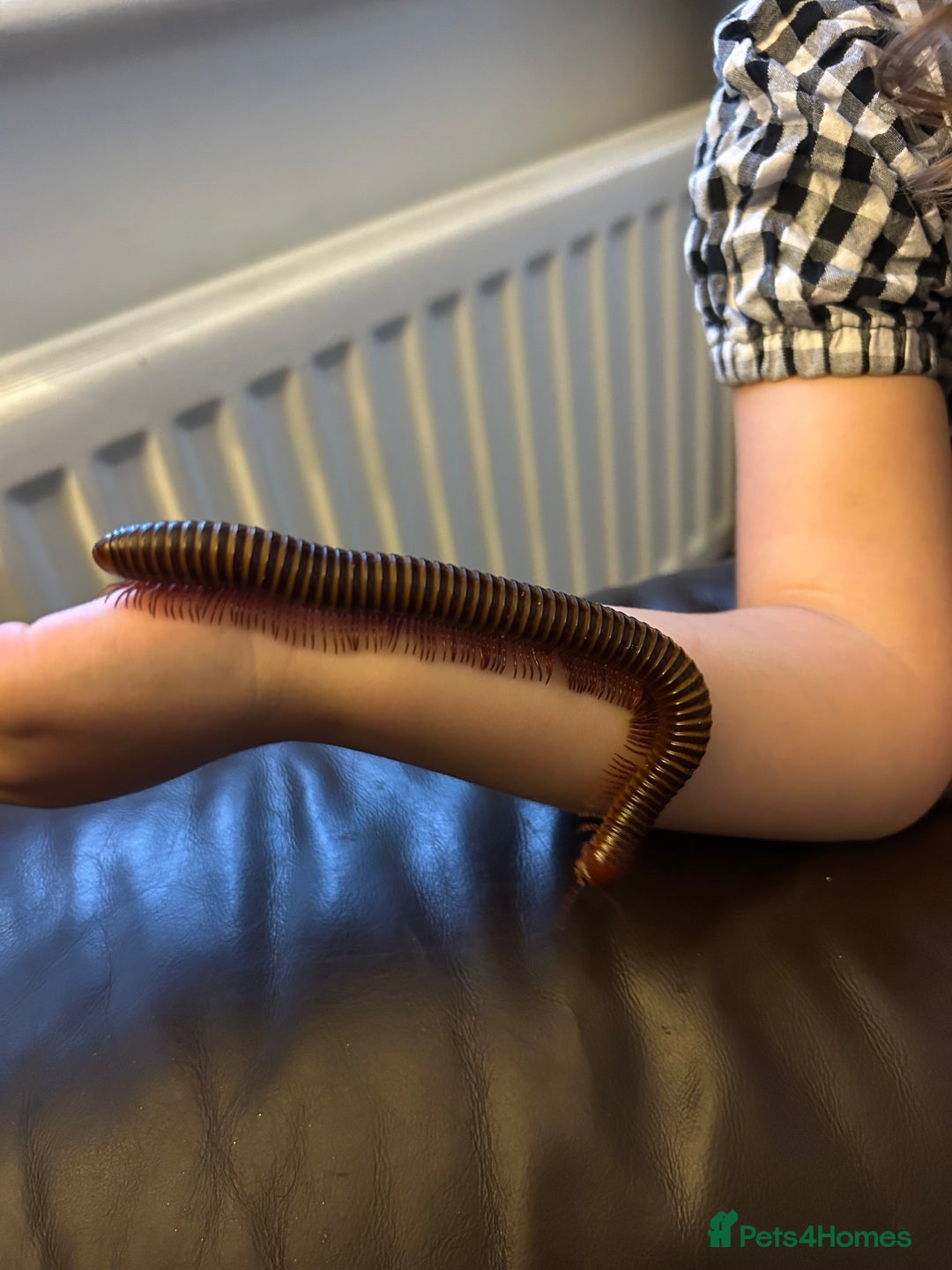 Millipedes invertebrates for sale: Rosy leg millipedes  - Image 3