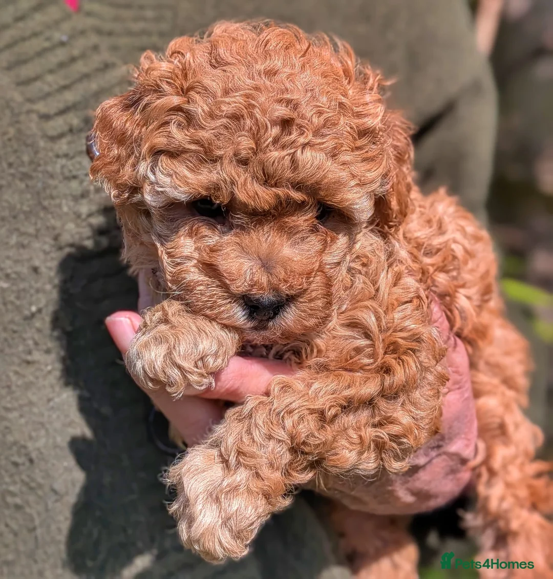 Toy Poodle dogs for sale: Gorgeous, lively KC Registered Toy Poodle puppies - Advert 16