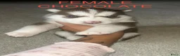 Siberian Husky dogs for sale: PURE SIBERIAN HUSKY PUPS - Advert 3