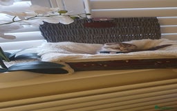 Scottish Fold cats for sale: 😻 Adorable Scottish Fold Kittens For Sale😻 - Image 8