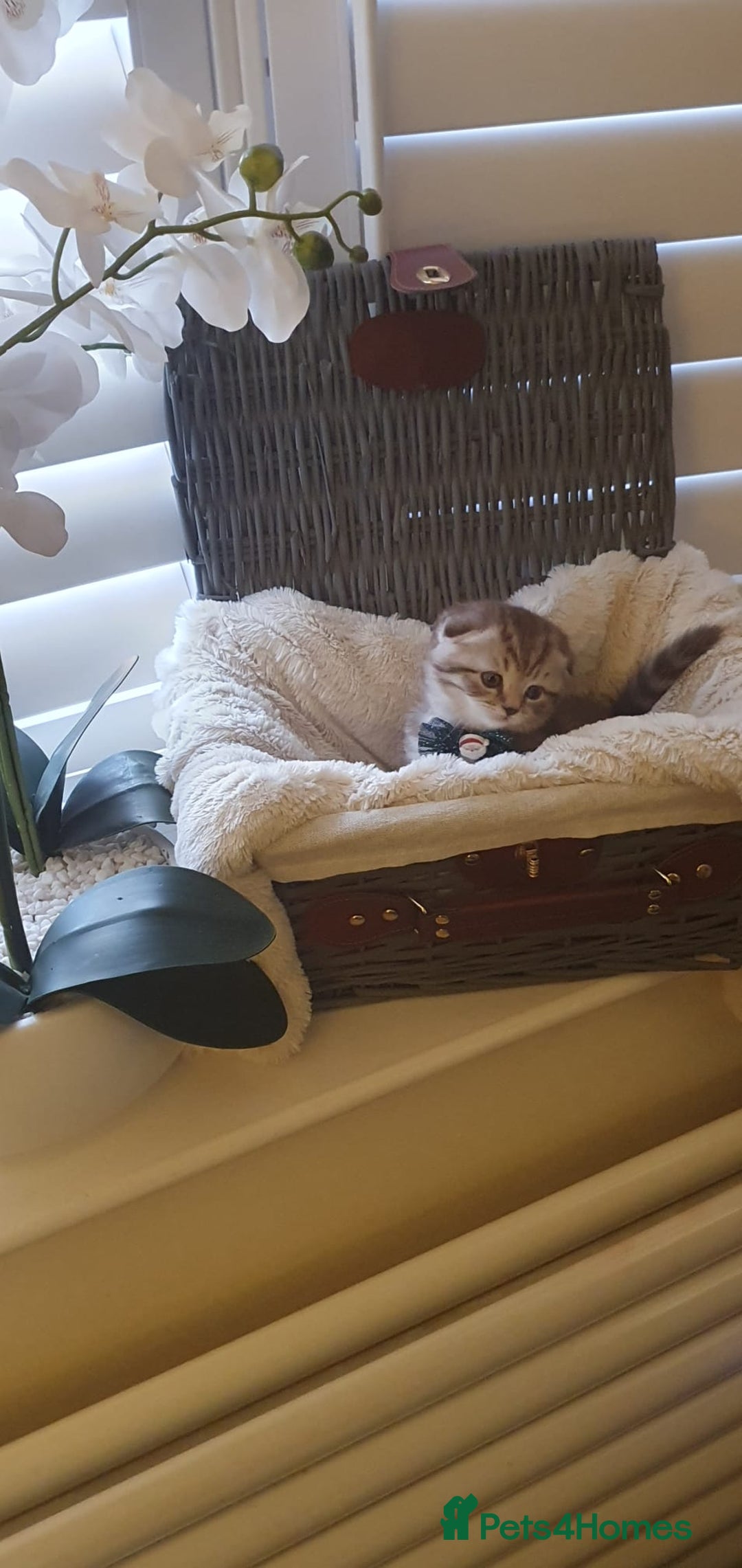 Scottish Fold cats for sale: 😻 Adorable Scottish Fold Kittens For Sale😻 - Image 8