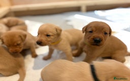 Labrador Retriever dogs for sale: Labradors for sale  - Image 9