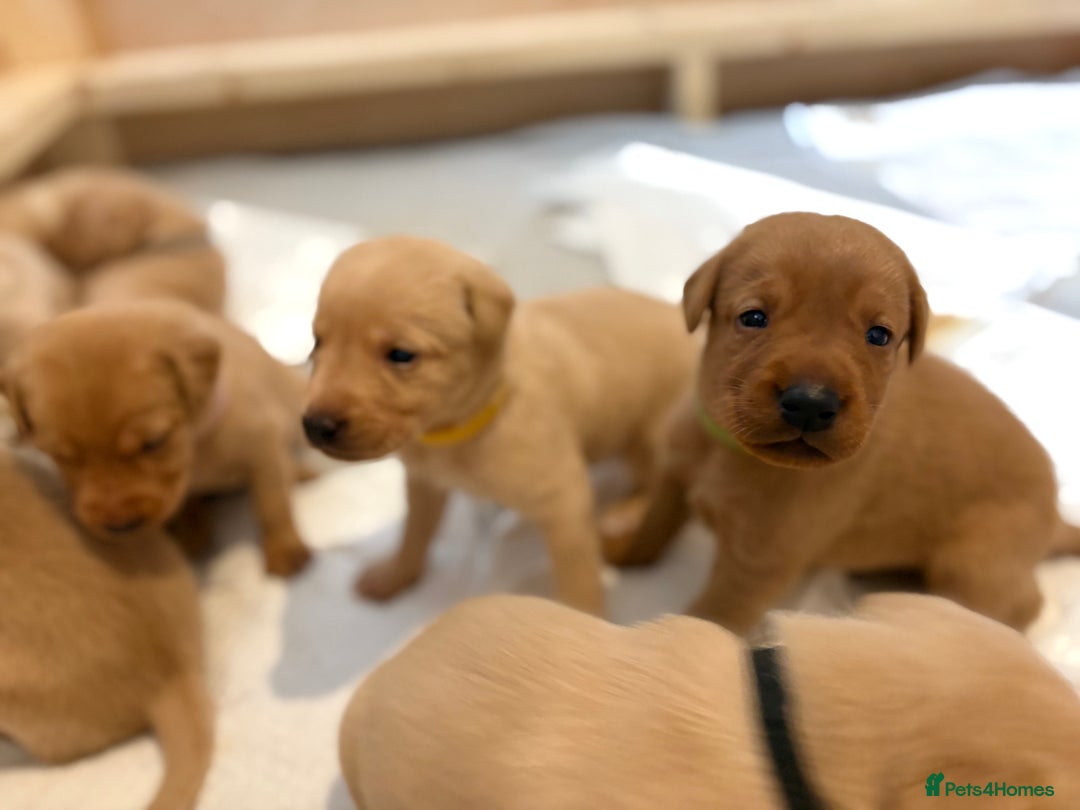 Labrador Retriever dogs for sale: Labradors for sale  - Image 9