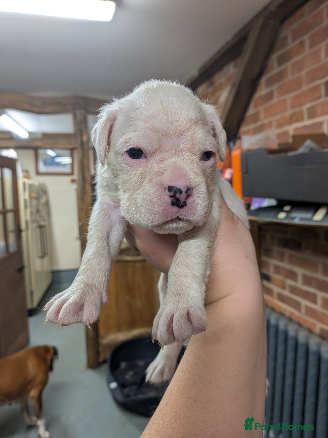 Boxer dogs for sale: KC registered tailed and bobtailed boxer puppies  - Advert 6