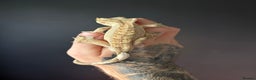 Gecko reptiles for sale: Crested gecko with enclosure  - Advert 2