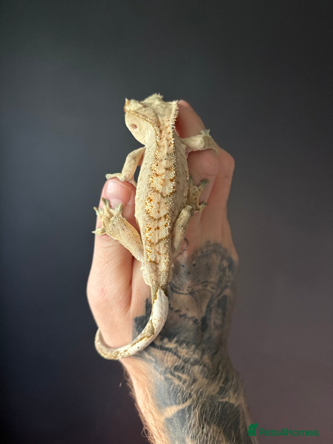 Gecko reptiles for sale: Crested gecko with enclosure  - Advert 2