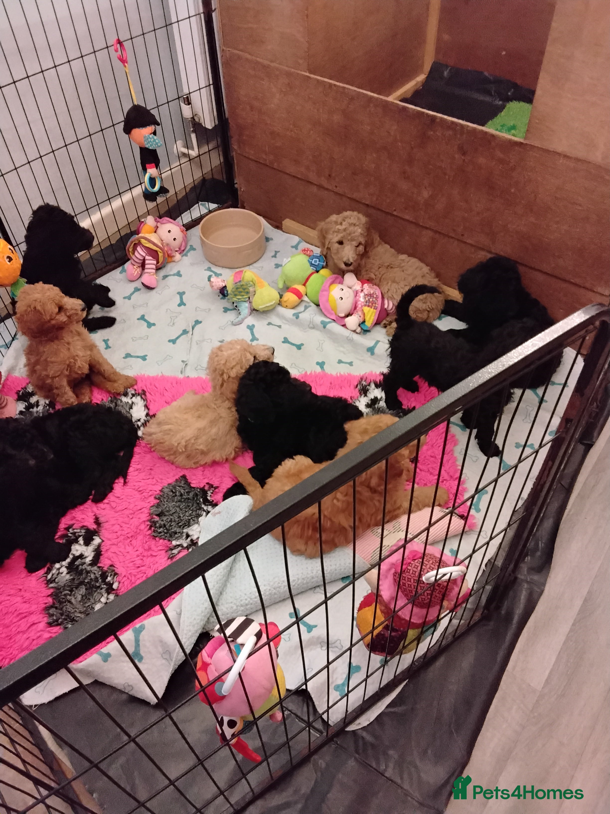 Standard Poodle dogs Beautiful KC Reg Standard Poodle Puppies - Advert 3