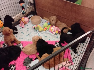 Standard Poodle dogs Beautiful KC Reg Standard Poodle Puppies - Advert 3
