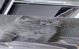 British Shorthair cats for sale: GCCF Registered British Shorthair  - Image 8