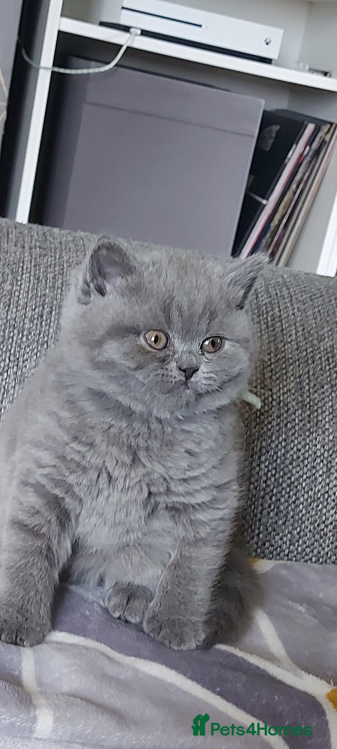 British Shorthair cats for sale: GCCF Registered British Shorthair  - Image 8