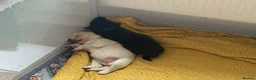 Mixed Breed dogs for sale: Labrador x Husky  - Advert 4