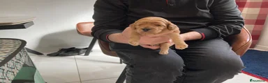 Cockapoo Puppy 2