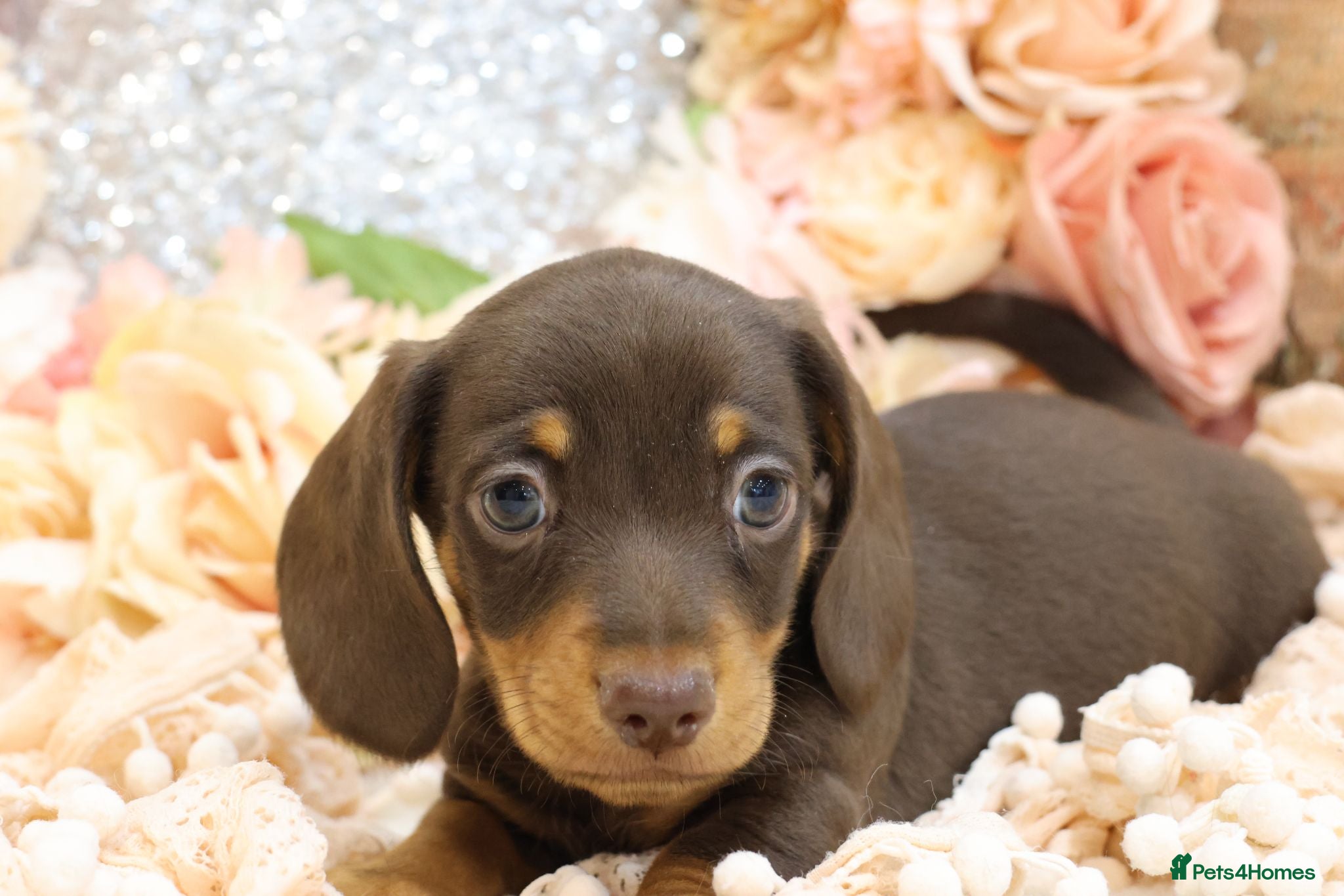 Miniature Dachshund dogs KC Miniature Dachshund Puppies - Advert 2