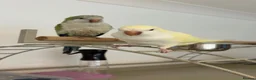 Parakeets birds for sale: Bonded pair Quakers  in Middlesbrough - Advert 4