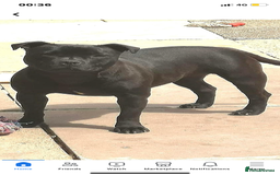 Staffordshire Bull Terrier dogs for sale: Stunning last available puppy Staffordshire - Image 4