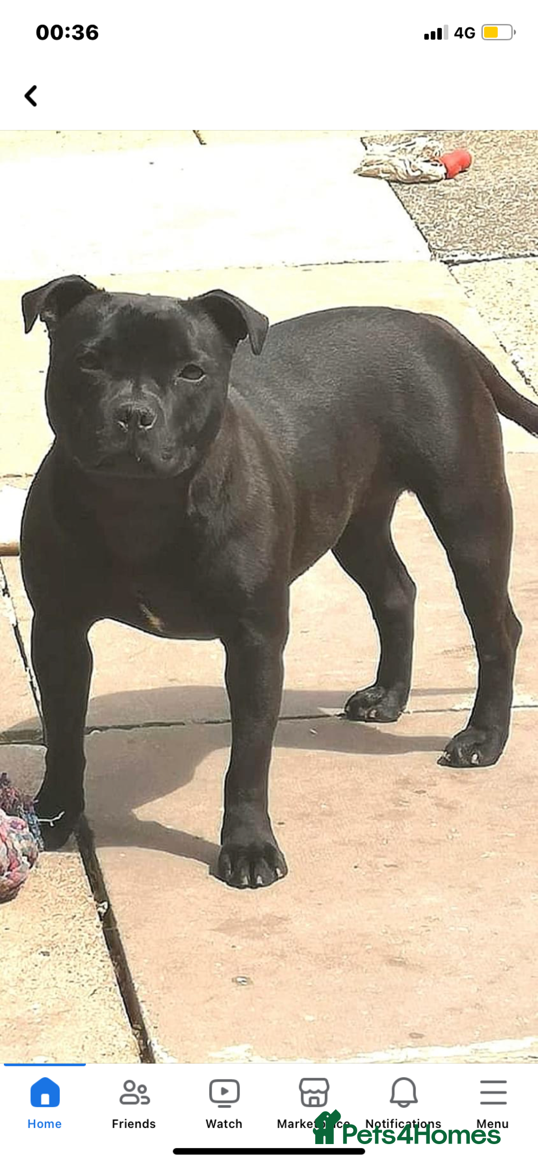 Staffordshire Bull Terrier dogs for sale: Stunning last available puppy Staffordshire - Image 4