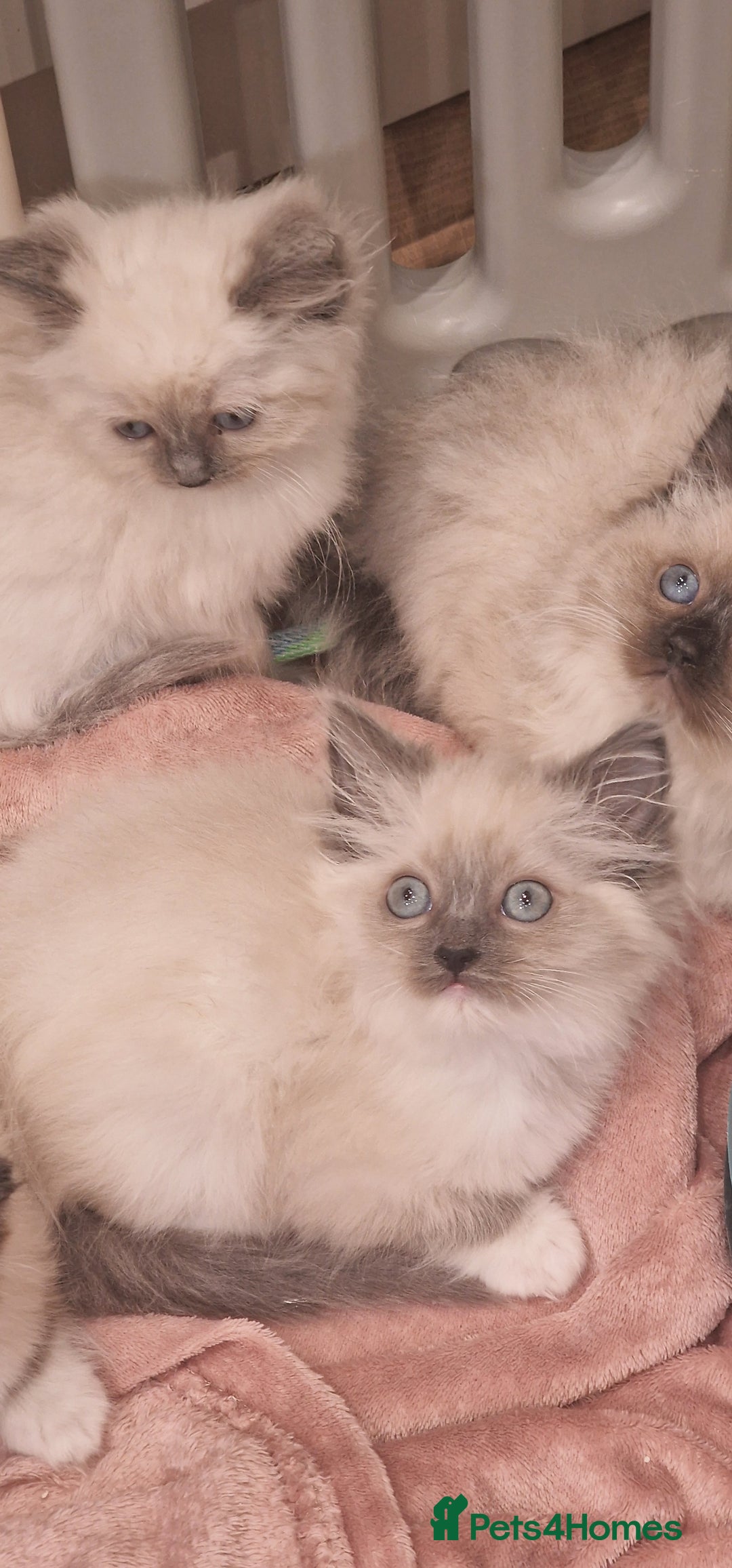 Ragdoll cats for sale: Ragdoll kittens ready now - Advert 8