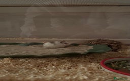 Hamster rodents for sale: Roborovski Hamster and Set up - Image 3