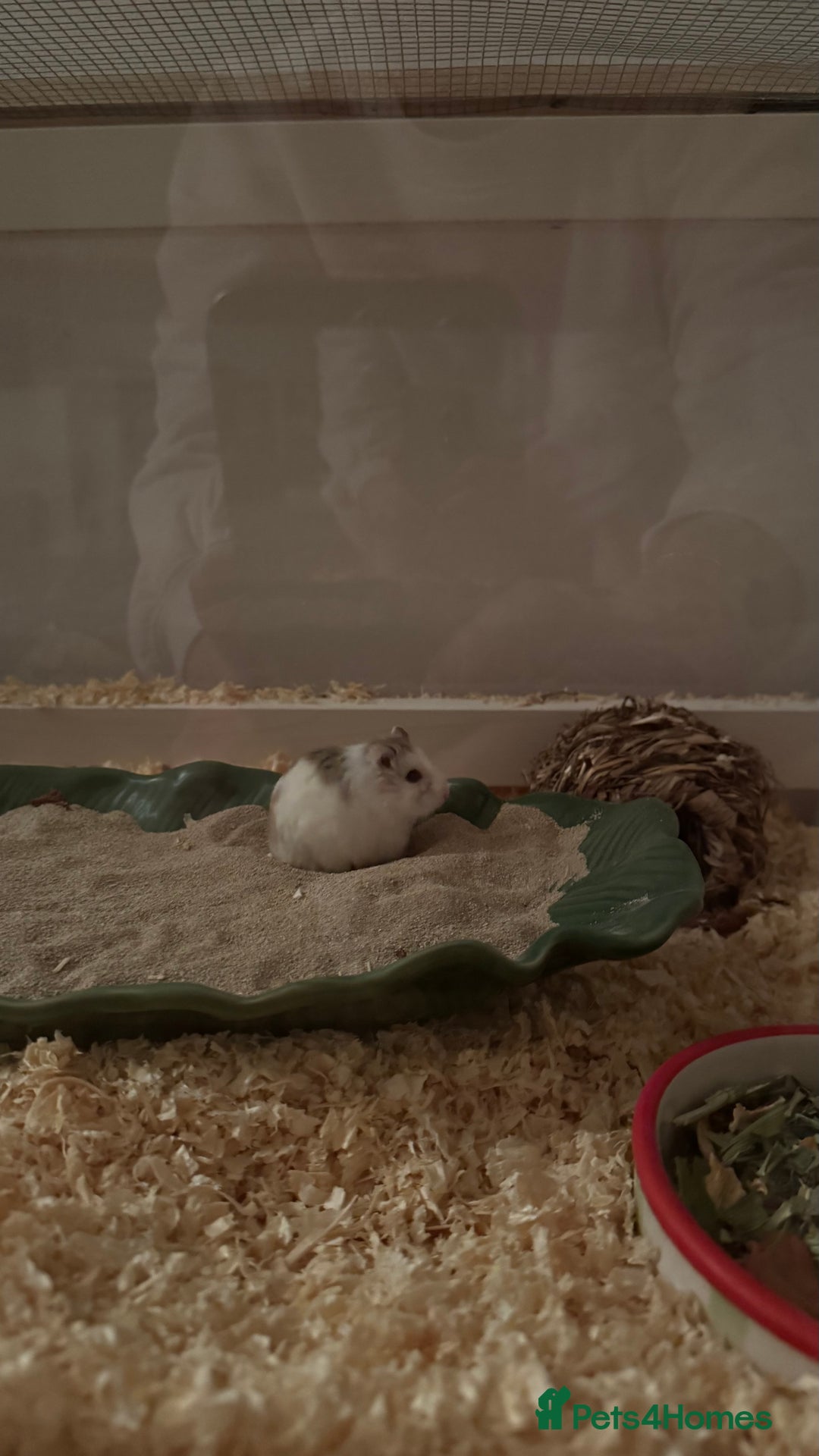 Hamster rodents for sale: Roborovski Hamster and Set up - Image 3
