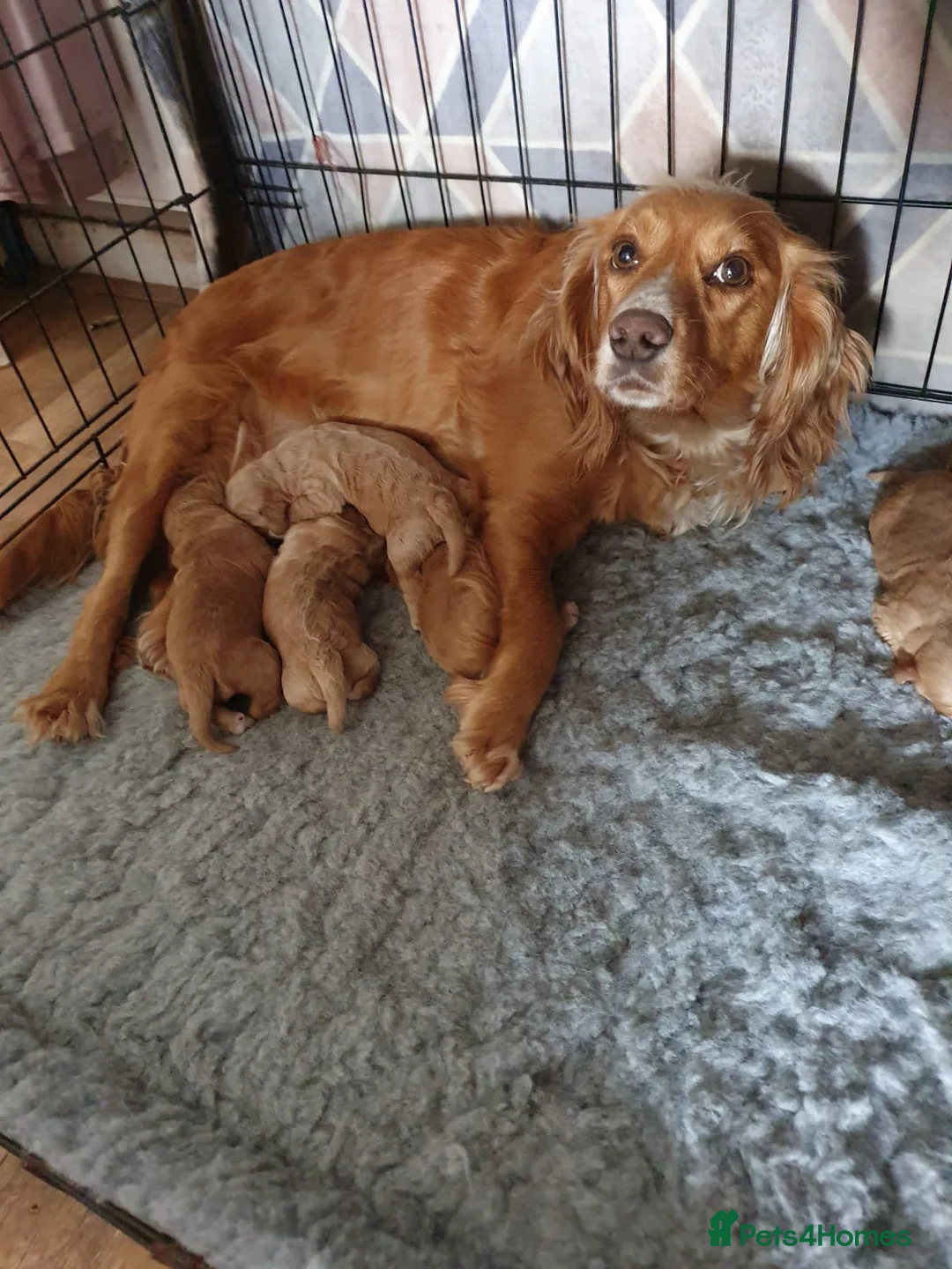 Poodle dogs for stud: Red K.C Reg Miniature Poodle 4 Stud HEALTH TESTED in Chesterfield - Advert 21