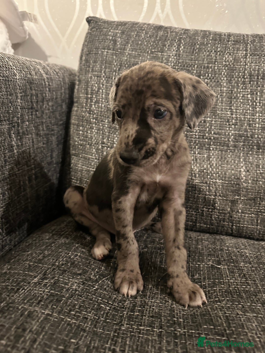 Mixed Breed dogs for sale: Bull X Lurchers - Working Lines - Image 11