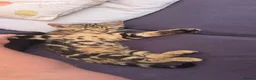 Bengal cats for sale: Bengal Marble kitten male - Advert 3