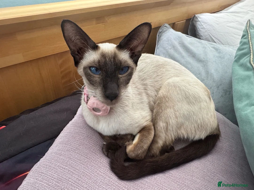 Mixed Breed cats for sale: Beautiful litter is Siamese mixed breed kittens - Advert 40