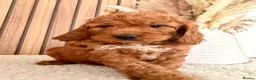 Cockapoo dogs for sale: F1B Red cockapoo puppies  in Bridgend - Advert 15