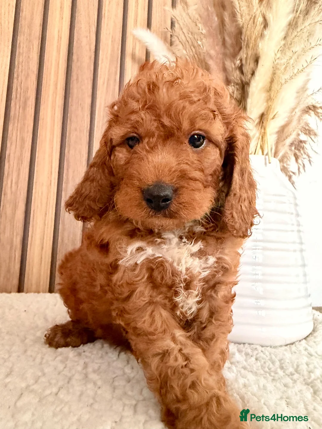 Cockapoo dogs for sale: F1B Red cockapoo puppies  in Bridgend - Advert 15